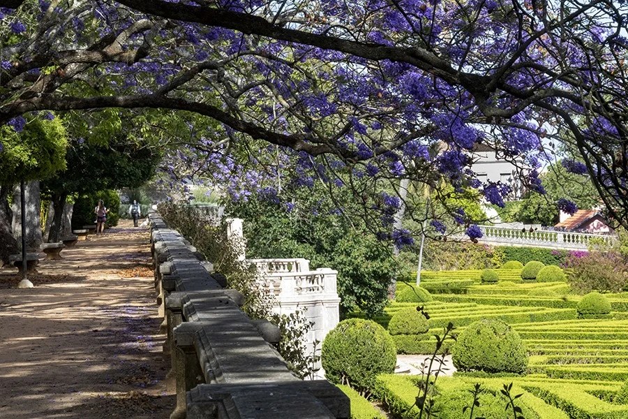 Jardim Botânico da Ajuda com jacarandás em flor